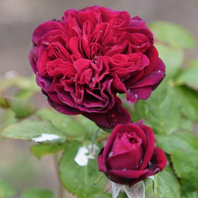 Троянда штамб Бісантенер де Гійо (Bicentenaire de Guillot) 202733 фото