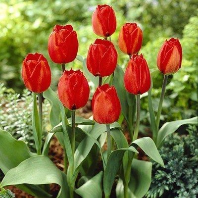 Тюльпан Red Flair (луковицы) 3 шт 1721 фото