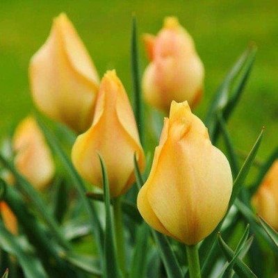 Тюльпан Bright Gem (луковицы) 3 шт 2097 фото