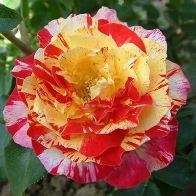 Троянда Camille Pissarro (саджанці) 2486 фото
