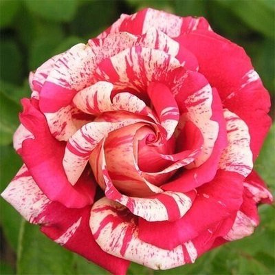 Троянда Papageno (саджанці) 2412 фото