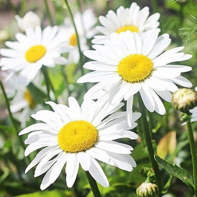Ромашка садова великоквіткова біла багаторічна / 0,5 г 1804-02 фото