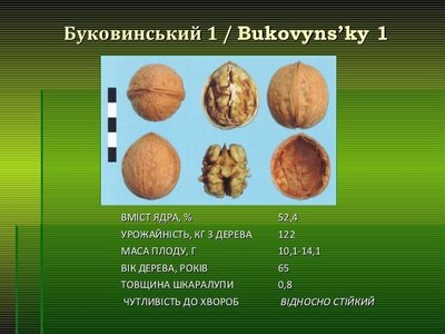 Саженцы грецкого ореха Буковинский1(ПРИВИТЫЙ) однолетний 0069 фото