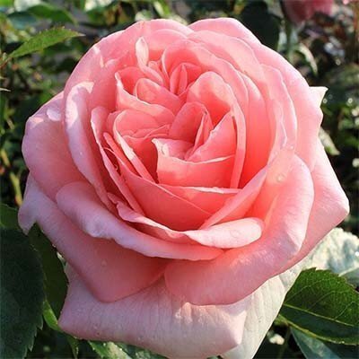 Роза La Fontaine Aux Perles (саженцы) 2530 фото