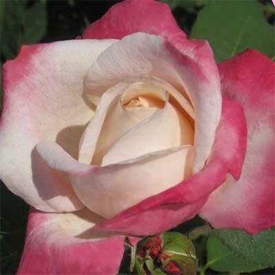 Роза Parfum Tropical (саженцы) 2531 фото